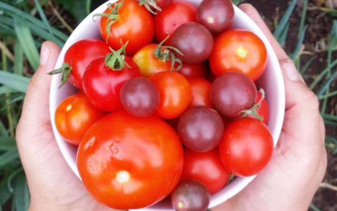 What to do if you don’t grow your own tomatoes at home?